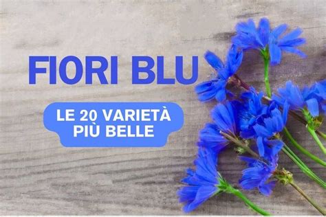 Fiori Blu Significato E Le Variet Pi Belle