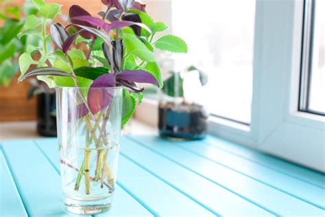 Tradescantia Zebrina En Agua Huerto En Casa