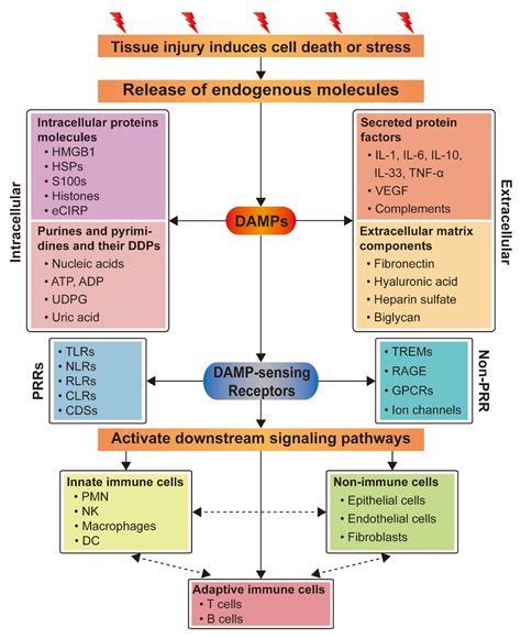 IJMS Free Full Text Damage Associated Molecular Patterns And Their