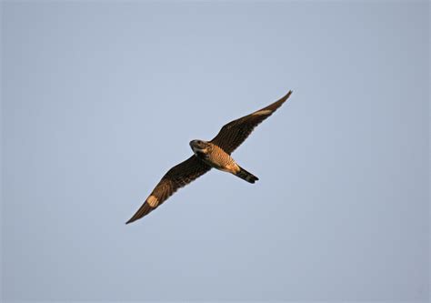 Common Nighthawk Migration Rollinsford Nh Aug 20 2023 1 Flickr