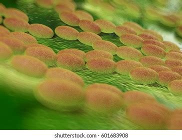 135 Acetic acid bacteria Images, Stock Photos & Vectors | Shutterstock