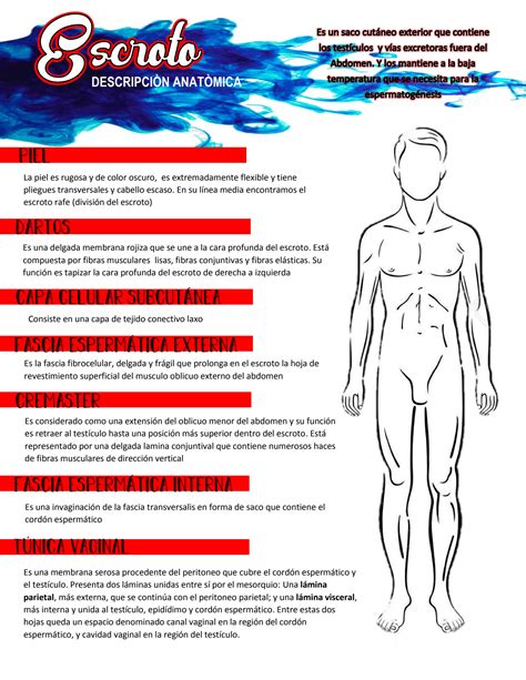 Solution Descripcion Anatomica Pene Y Escroto Studypool