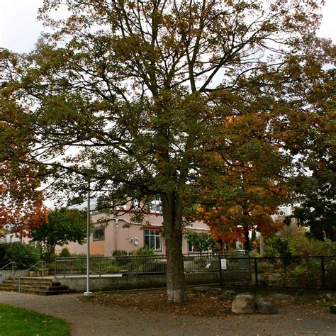Cascade Playground | Seattle Area Playgrounds