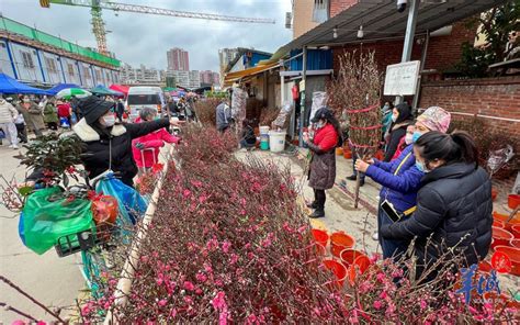 这趟广州地铁“开”满了年花！手机新浪网