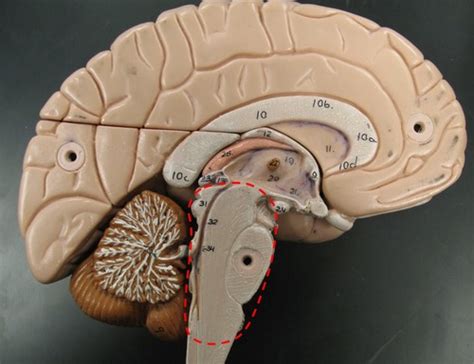 brain stem cerebellum cranial nerves flashcards quizlet