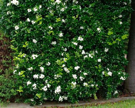 top  hedges murraya paniculata mock orange murraya hedge ideas