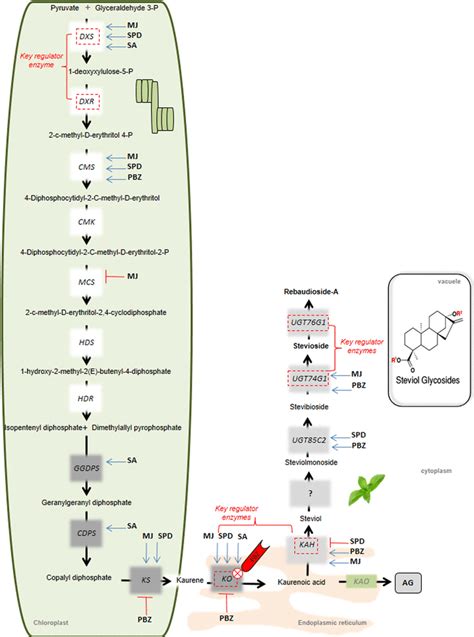 Schematic Representation Of Gene Regulation Of SGs Biosynthetic Pathway