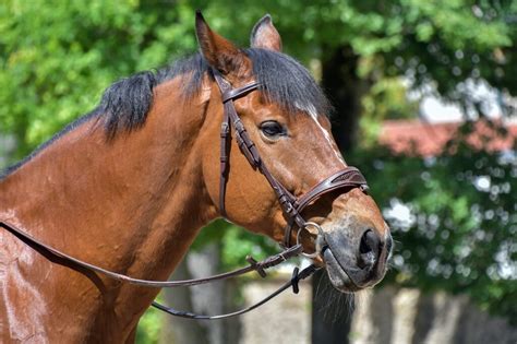 Trani Cavallo Stramazza Al Suolo Per Il Caldo La Denuncia Delloipa