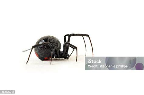 Black Widow Spider Creeping Across A White Background Stock Photo