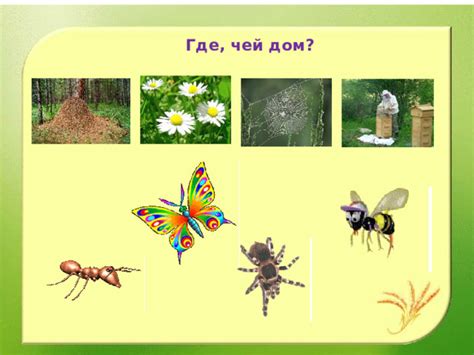 Презентация к занятию на тему "Что мы знаем о насекомых?"