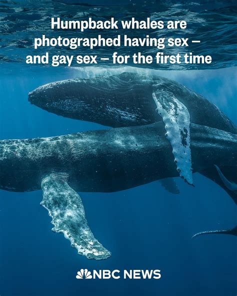 Humpback Whales Photographed Having Sex — And Gay Sex — For The First Time Rinternettoday