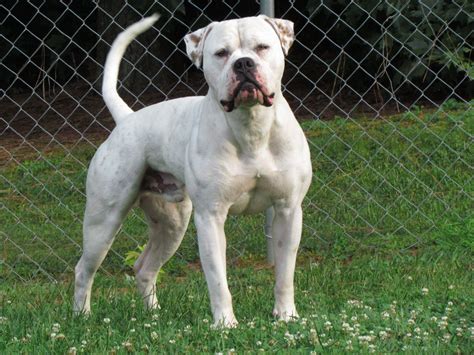 American Bulldog Info, Size, Lifespan, Temperament, and Pictures