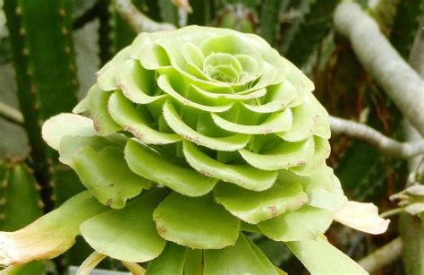 Sequ A Que Plantar Para Tener Un Jard N Resistente Al Calor Consejos