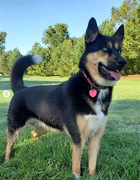 Introducing You To The Blue Heeler Husky Mix: The Ausky Guide