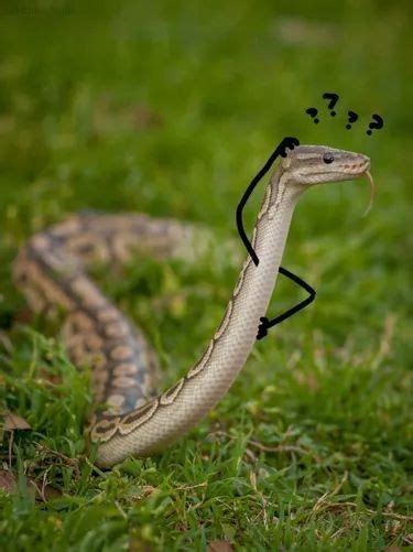 Pin on Memes | Snake photos, Cute snake, Silly animals