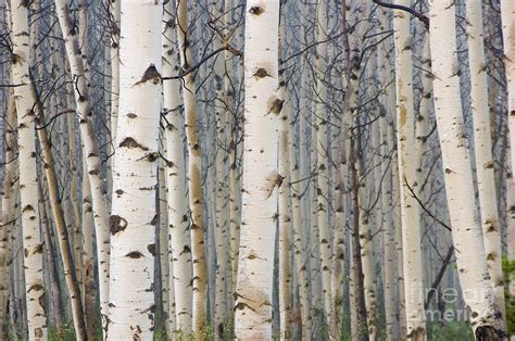 White Birch Tree Forest Photograph