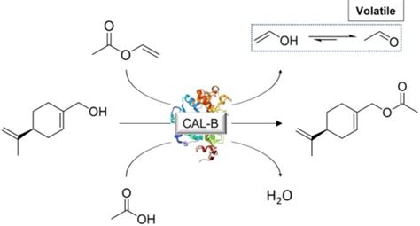 Lipase B From Candida Antarctica Cal B Catalyzed Acylation Of