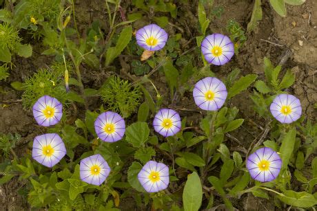 7 Convolvulus tricolor Stock Pictures, Editorial Images and Stock Photos | Shutterstock