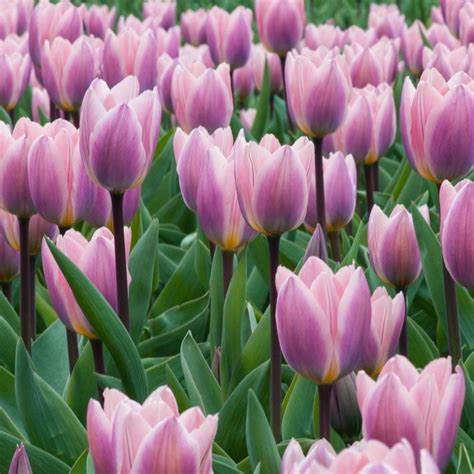 Buy Darwin Hybrid Tulip Bulbs Tulipa Light And Dreamy £249 Delivery