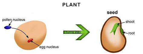 Gamete Are Sex Cells That Fuse Together During Fertilization