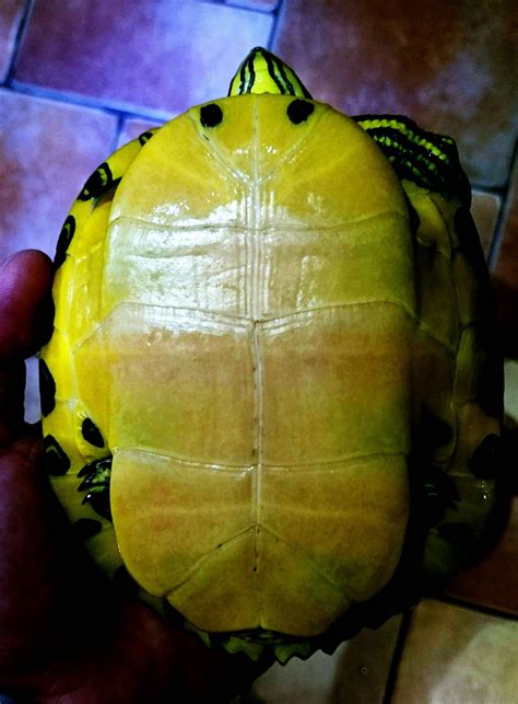 reptiles - Strange lines on turtle plastron - Pets Stack Exchange