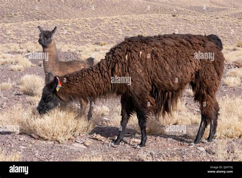 A Baby Llama Or Cria With Its Mother In The Atacama Desert Near San