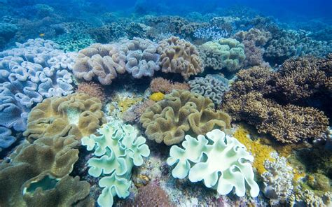 Assorted Coral Reefs Hd Wallpaper Wallpaper Flare