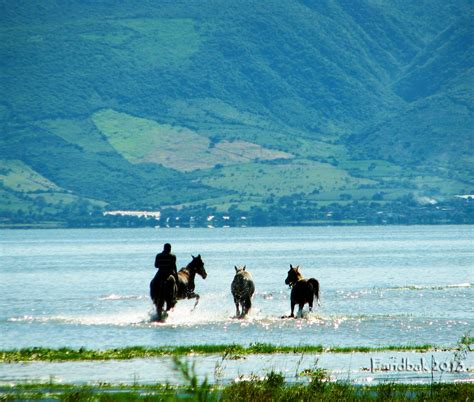 Lake Chapala, Horses enjoying the great weather