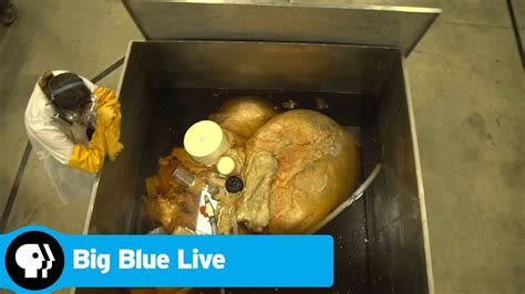 A Look at the Heart of a Blue Whale, The Largest Heart Ever Preserved