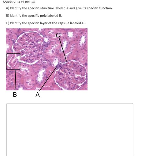 Solved Question Points A Identify The Specific Structure