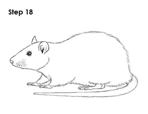 How To Draw A Rat