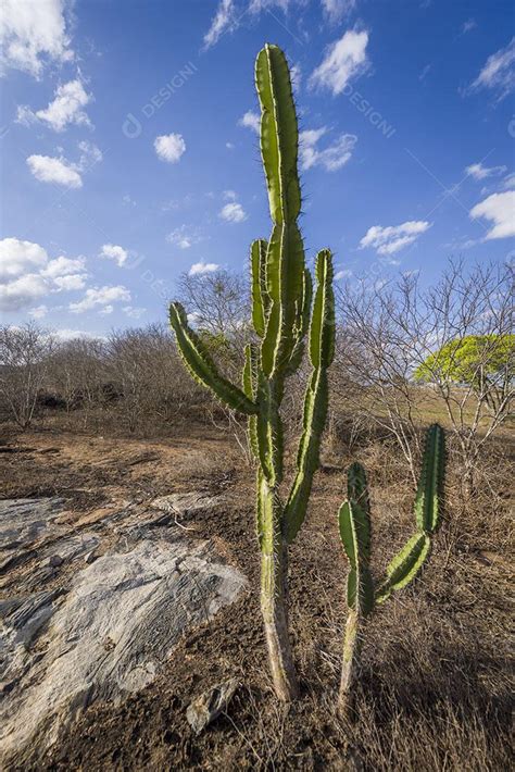 Cacto Mandacaru Nativo do Sertão da Paraíba Brasil Imagem download