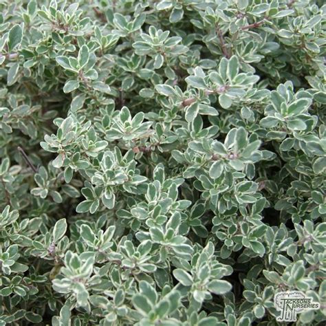 Buy Thyme Thymus Vulgaris Silver Queen In The Uk