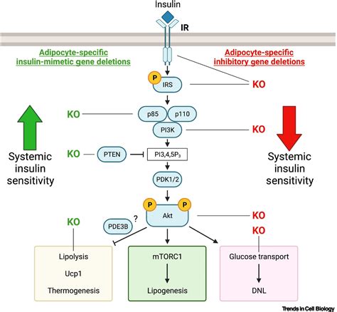 The Adipocyte Supersystem Of Insulin And Camp Signaling Trends In Cell