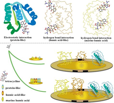 Interaction Process And Mechanism Between Tetracycline And Different