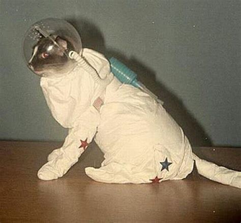 Cat In Space Suit