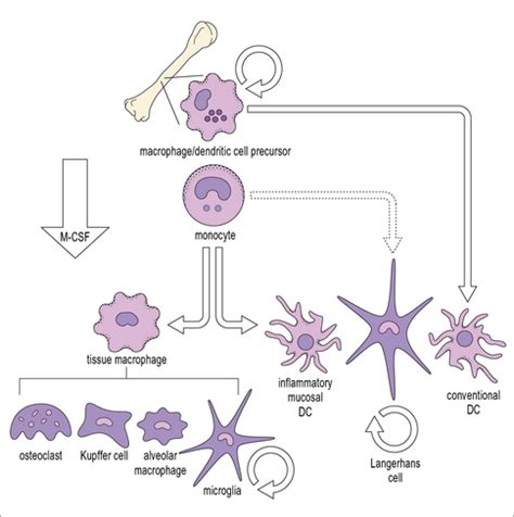 Mononuclear Phagocytes In Immune Defense Oncohema Key