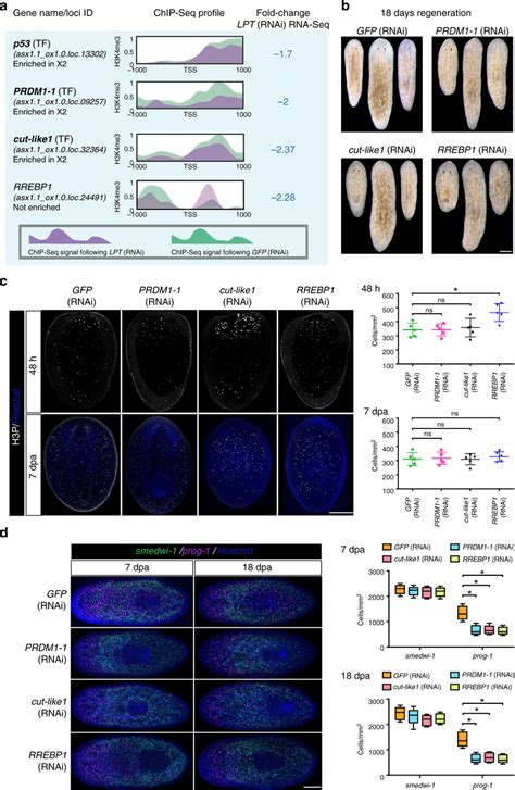 LPT RNAi Down Regulates The Expression Of Genes Involved In Stem Cell