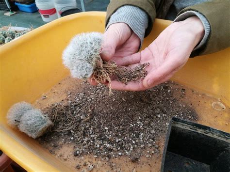 Mammillaria Bocasana Svasata Il Fiore Tra Le Spine