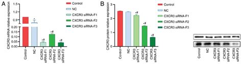 Interference Of Cxcr3 Gene Expression A Mrna And B Protein