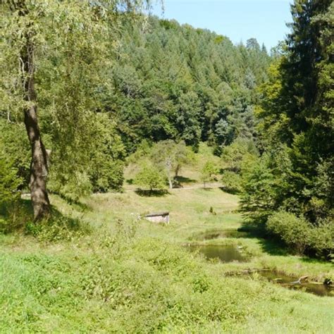 Wandern Pf Lzer Rundwanderung Mit Einkehr Forsthaus Taubensuhl Tour