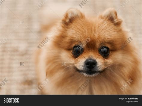 Funny Pomeranian Dog Image And Photo Free Trial Bigstock