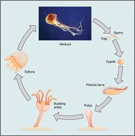 Biology, Biological Diversity, Invertebrates, Phylum Cnidaria | VIVA ...