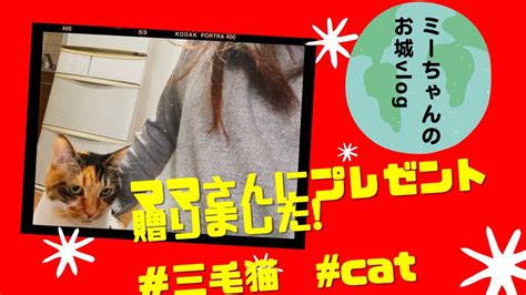 ママさんにお礼をした結果猫動画 猫 Youtube