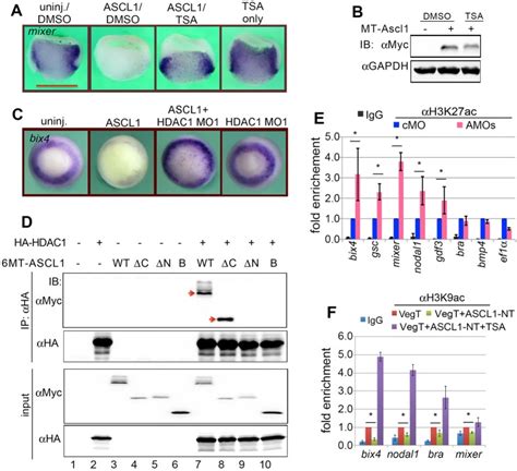 A Novel Role For Ascl In The Regulation Of Mesendoderm Formation Via