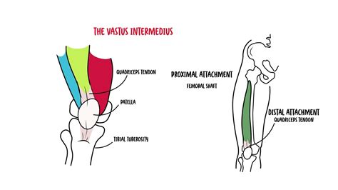 Quadriceps muscle - Clinical Anatomy - Pacano Medical News