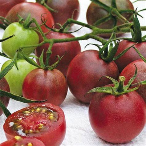 Томат Шоколадный: особенности сорта