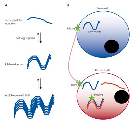 Putative Mechanisms Of Synuclein Prion Like Propagation A The Diff