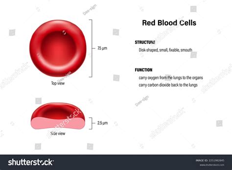 Red Blood Cell Structure And Function