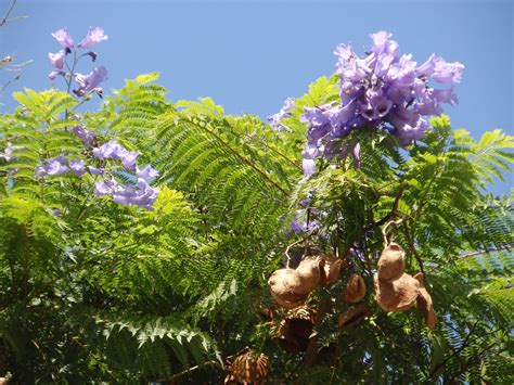 JacarandÁ Árbol CaracterÍsticas PlantaciÓn Y Cuidados